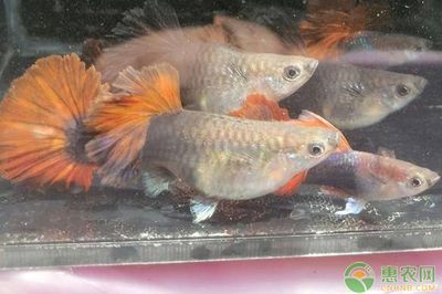 純白色觀賞魚有哪些品種好養（泰國斗魚：純白色觀賞魚的好選擇）