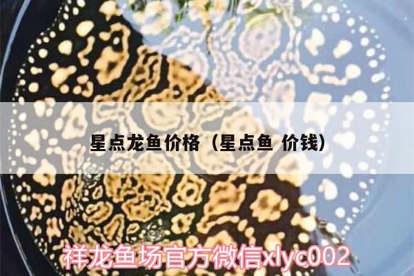 星點龍魚價格（星點魚價錢）