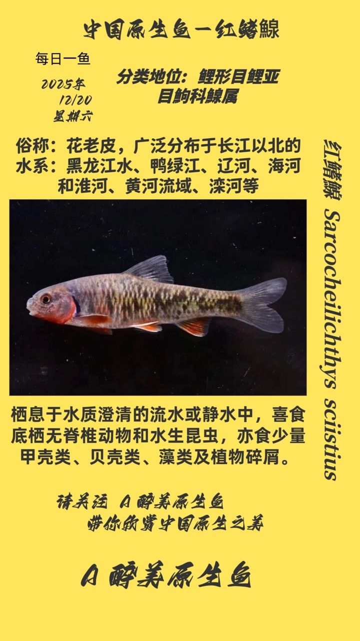 紅鰭鰁