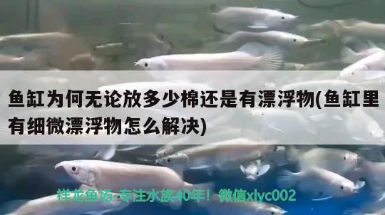魚缸為何無論放多少棉還是有漂浮物(魚缸里有細微漂浮物怎么解決)