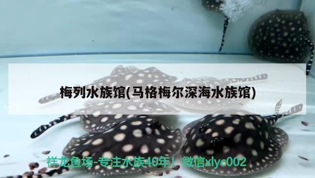 <strong><mark>梅列</mark></strong>水族館(馬格梅爾深海水族館)