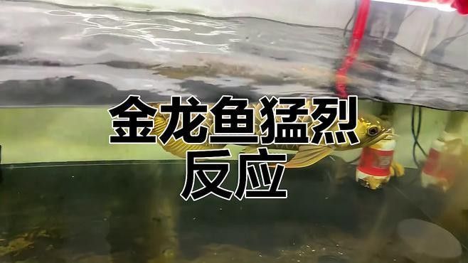 金龍魚會咬人嗎