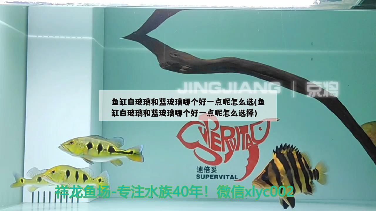 魚缸白玻璃和藍玻璃哪個好一點呢怎么選(魚缸白玻璃和藍玻璃哪個好一點呢怎么選擇)