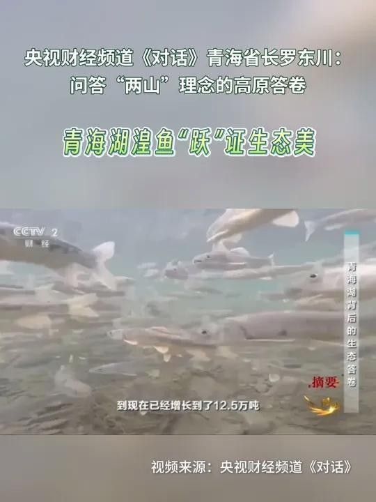 青海湟魚