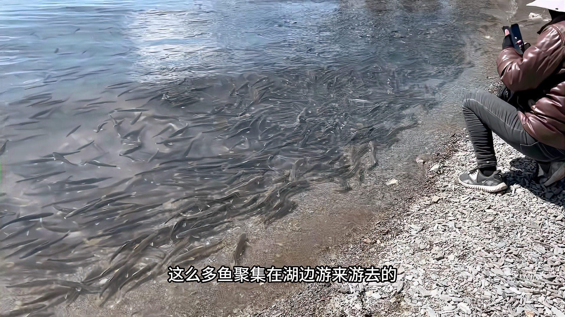 青海湟魚