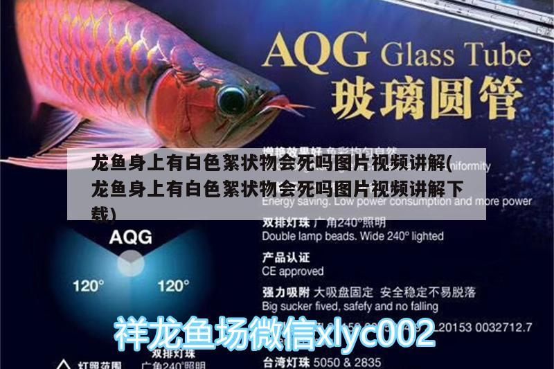 大日玉鯖魚觀賞魚能長多大，大日玉鯖魚的價格