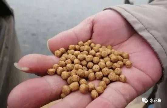 100斤草魚一天吃多少飼料