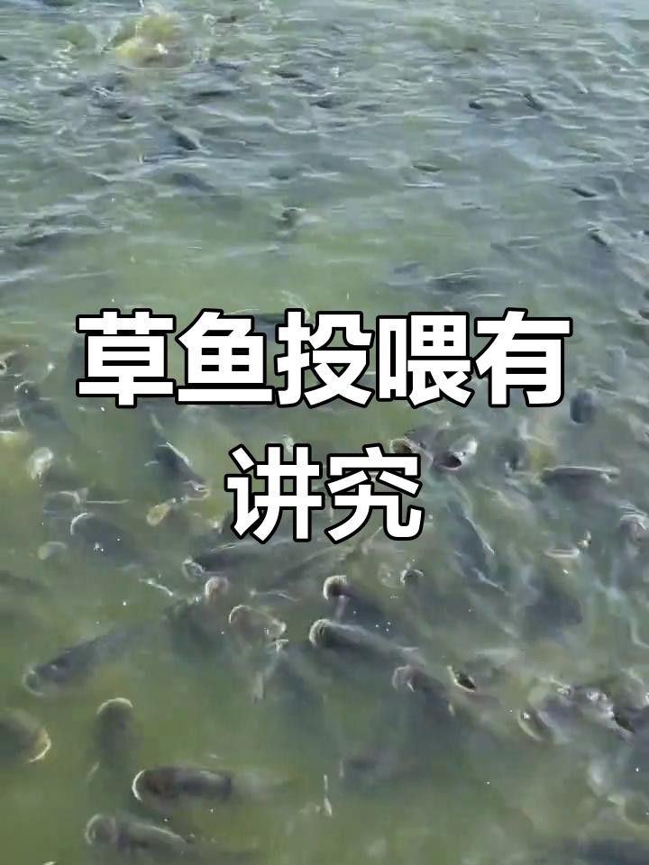 100斤草魚一天吃多少飼料