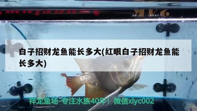 白子招財龍魚能長多大(紅眼白子招財龍魚能長多大)