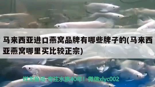 馬來西亞進口燕窩品牌有哪些牌子的(馬來西亞燕窩哪里買比較正宗)