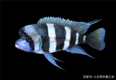 金龍魚掛面好不好消化：金龍魚掛面在消化過程中會不會產生難以溶解的殘渣？