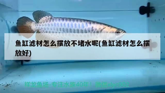 虎皮恐龍魚能長多大：虎皮恐龍魚能長多大 虎皮恐龍魚能長多大：虎皮恐龍魚能長多大 觀賞魚百科 第2張