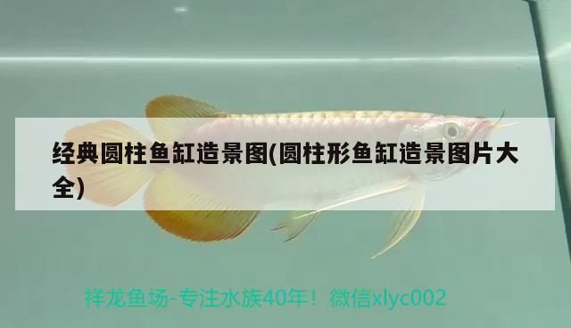 虎皮恐龍魚能長多大：虎皮恐龍魚能長多大 虎皮恐龍魚能長多大：虎皮恐龍魚能長多大 觀賞魚百科 第3張