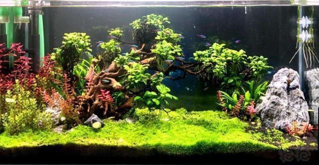 龍魚怎么選擇品相好的魚種（龍魚怎么選擇品相好的魚種呢）
