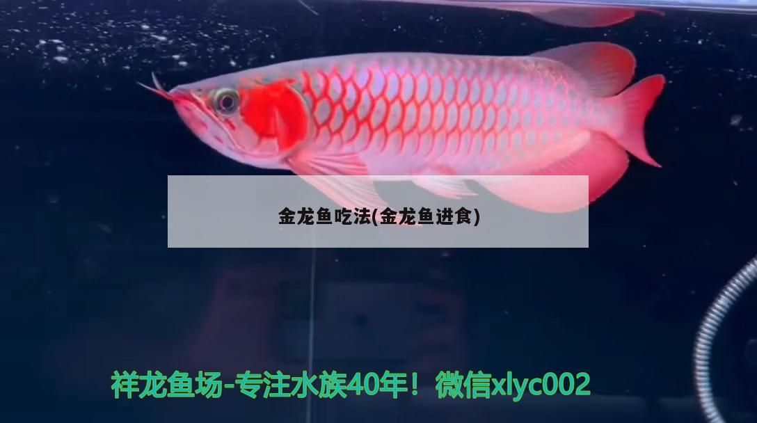 金龍魚吃法(金龍魚進(jìn)食)
