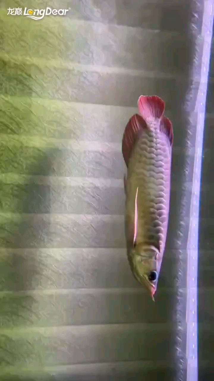 轉發951