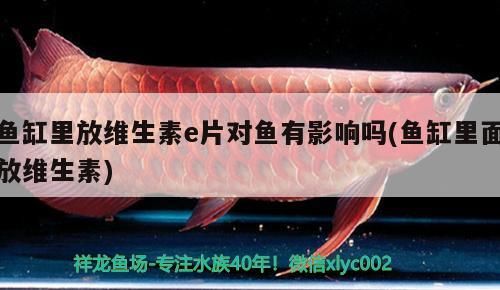 魚缸里放維生素e片對魚有影響嗎(魚缸里面放維生素) 魚缸里放維生素e片對魚有影響嗎(魚缸里面放維生素) 觀賞魚百科