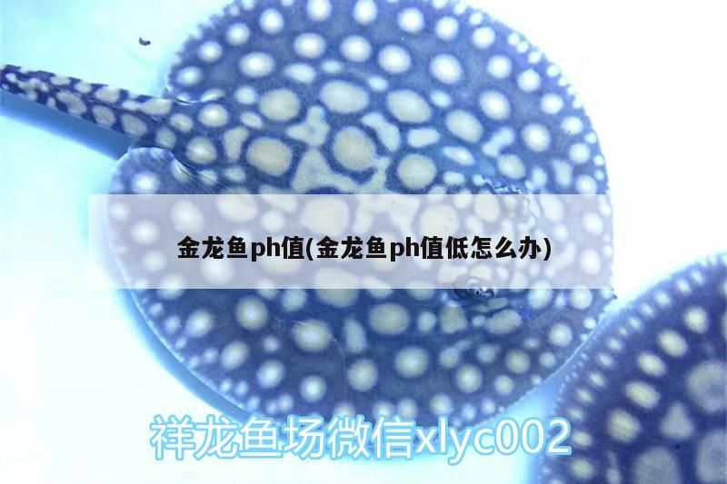 金龍魚ph值(金龍魚ph值低怎么辦)