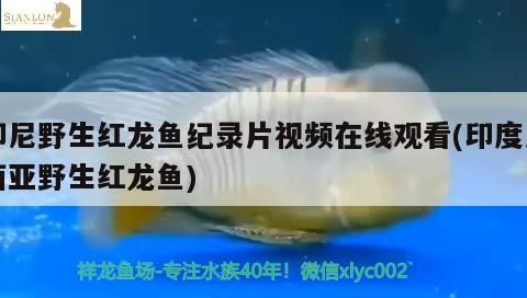 印尼野生紅龍魚紀錄片視頻在線觀看(印度尼西亞野生紅龍魚)