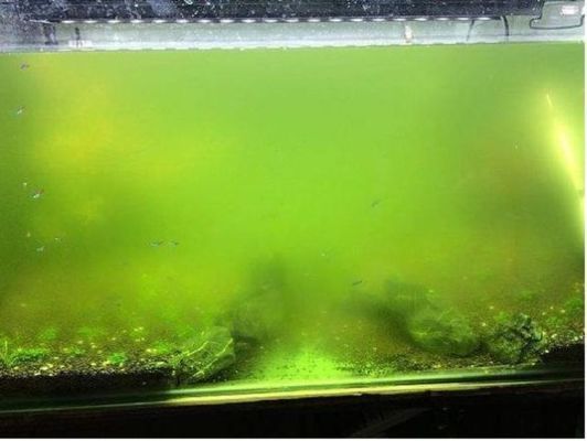 杭州賣魚缸市場在哪里（杭州賣魚缸市場在哪里啊）