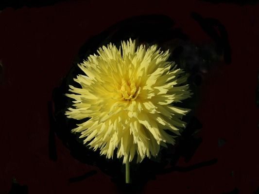 極品酒紅雷龍魚（酒紅雷龍魚多少錢）
