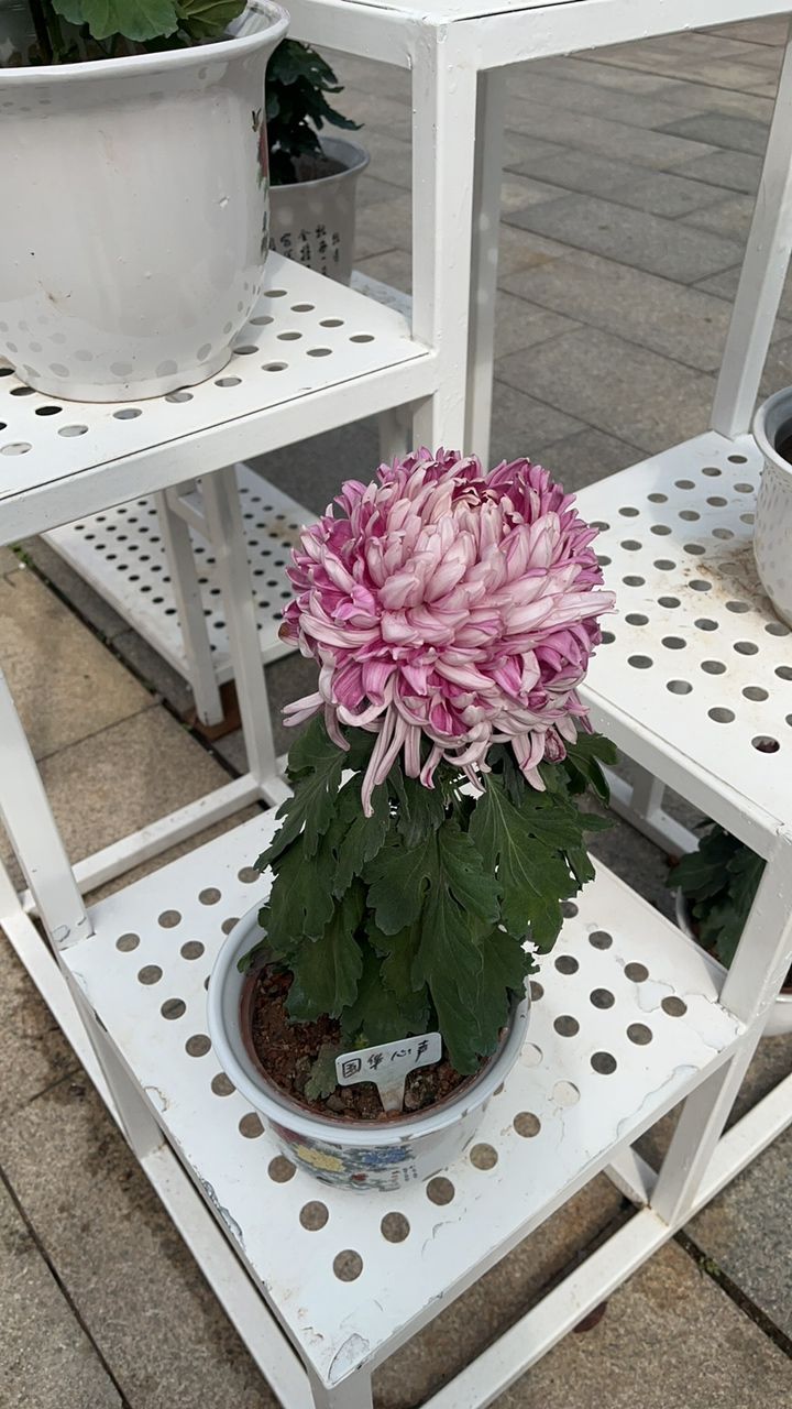 菊花展