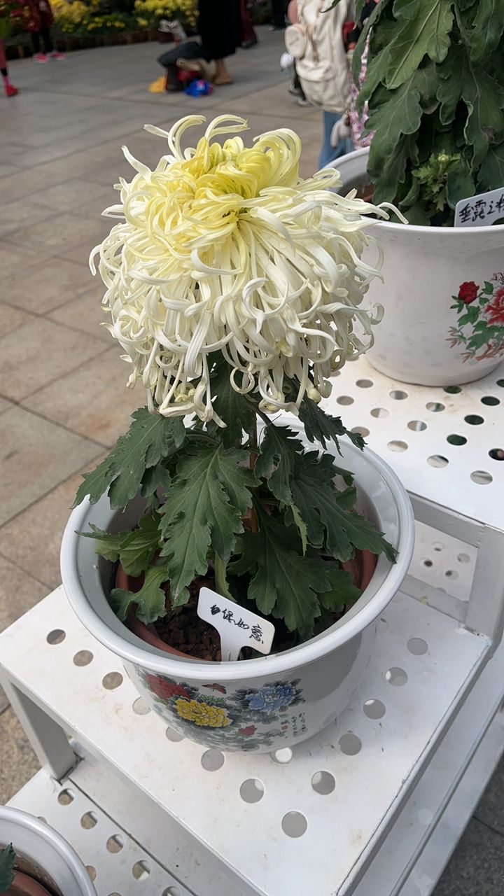 菊花展