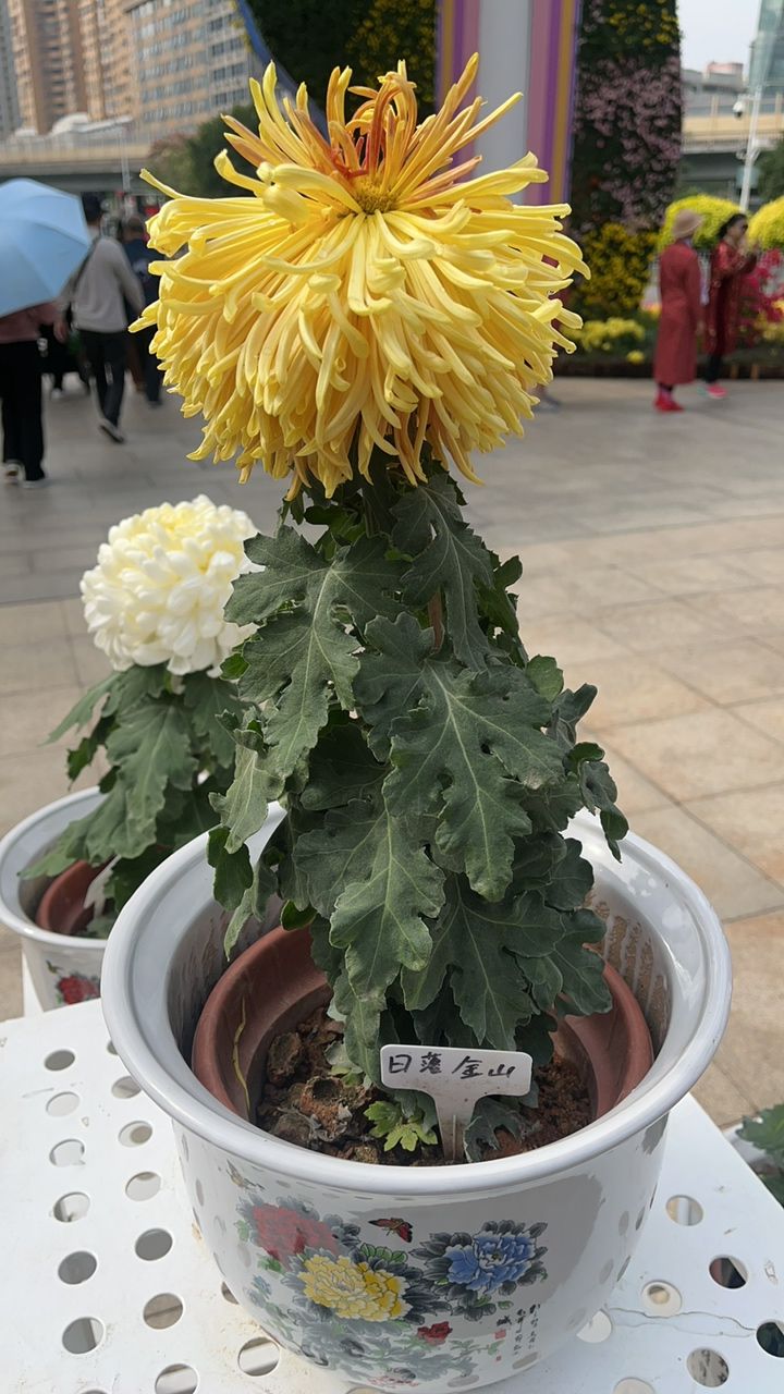 菊花展