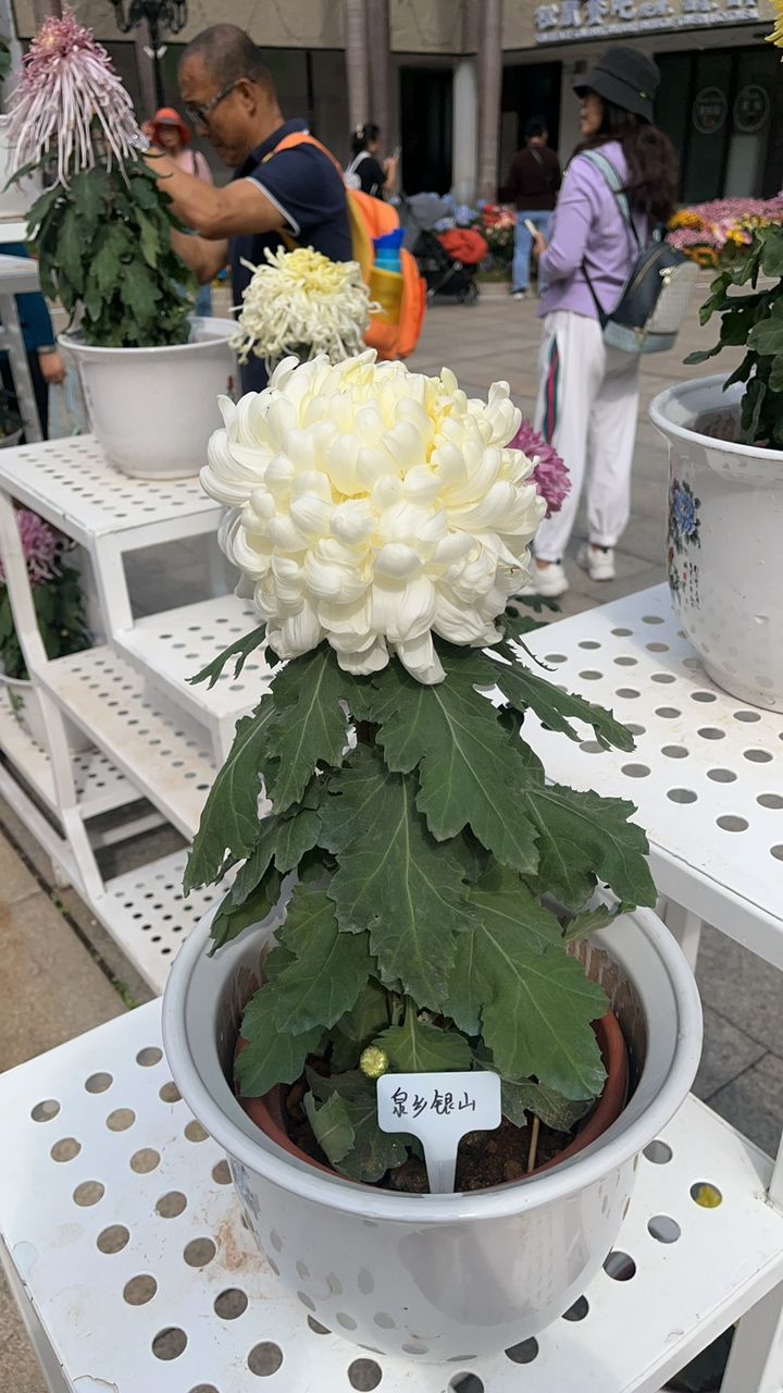 菊花展