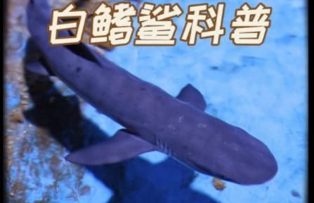白鰭鯊簡介