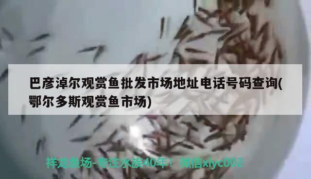 巴彥淖爾觀賞魚批發市場地址電話號碼查詢(鄂爾多斯觀賞魚市場)