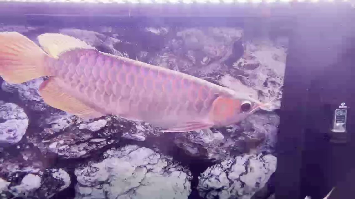 狀態恢復中