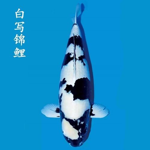 頂級白寫錦鯉