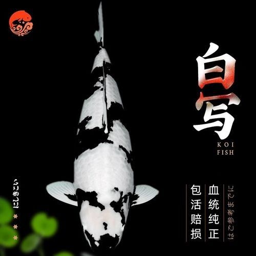 頂級白寫錦鯉