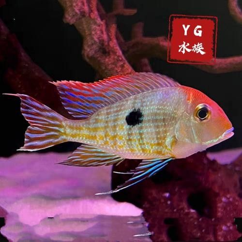關(guān)刀魚和赤荔鳳冠的區(qū)別