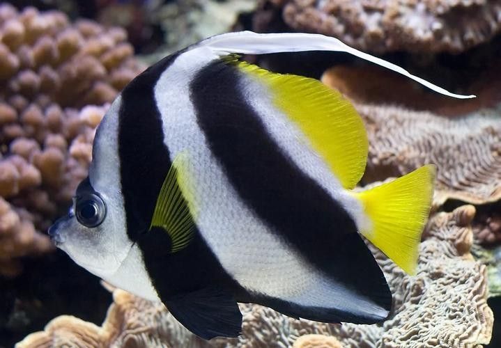 關(guān)刀魚和赤荔鳳冠的區(qū)別