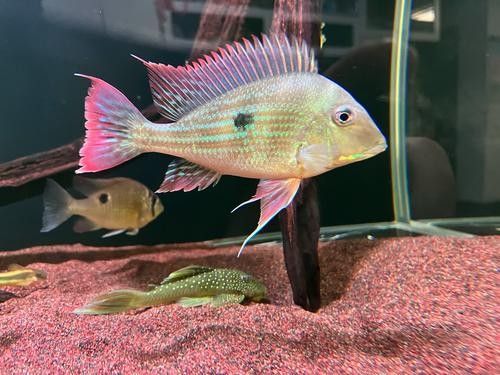 關(guān)刀魚和赤荔鳳冠的區(qū)別