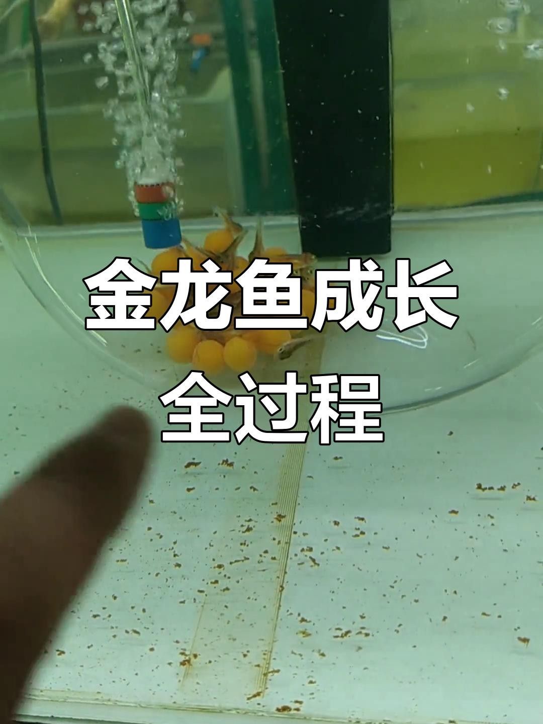 龍魚幼苗視頻播放