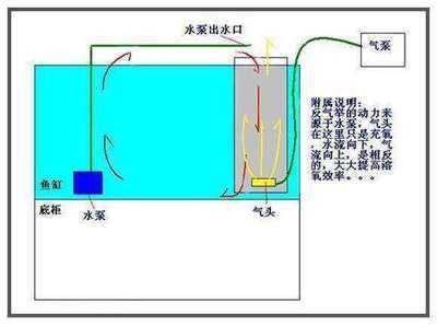 紅龍魚(yú)發(fā)色過(guò)程視頻教程（紅龍魚(yú)發(fā)色過(guò)程視頻教程全集）