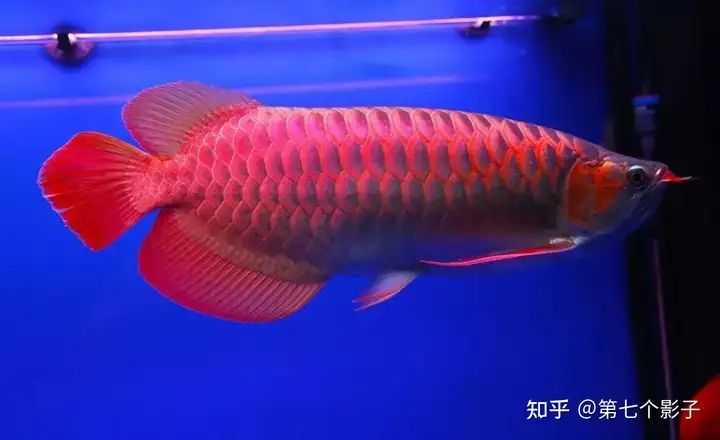 金龍魚海底世界推出的金龍魚系龍魚系龍魚，為什么如此受歡迎