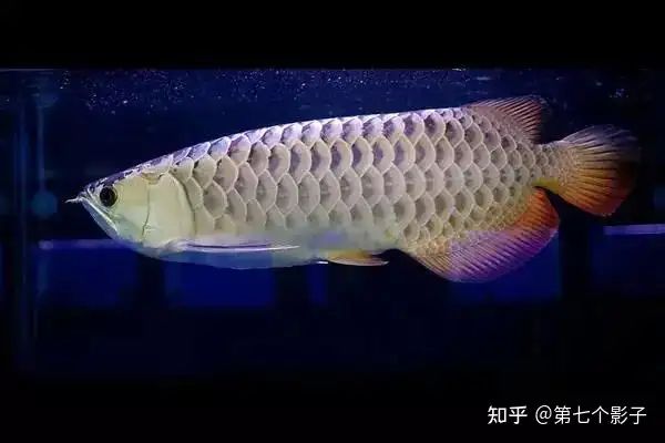 金龍魚海底世界推出的金龍魚系龍魚系龍魚，為什么如此受歡迎