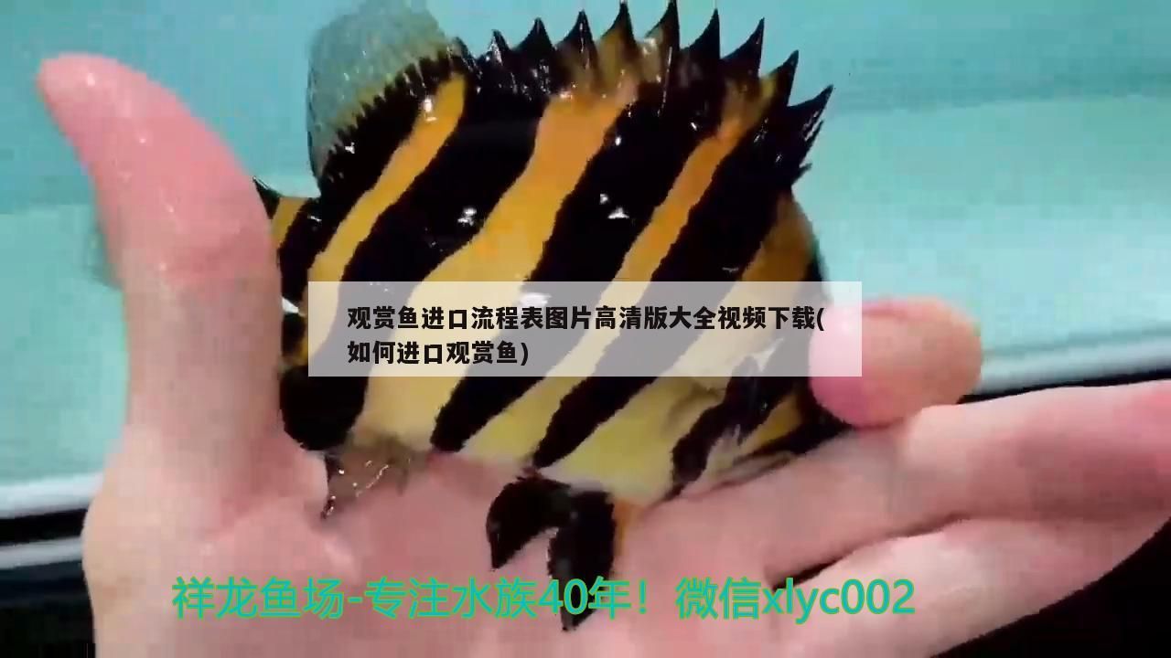 觀賞魚進口流程表圖片高清版大全視頻下載(如何進口觀賞魚)