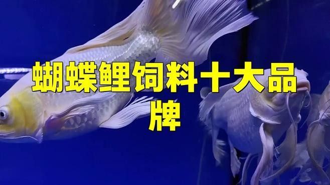 中國蝴蝶鯉十大品牌