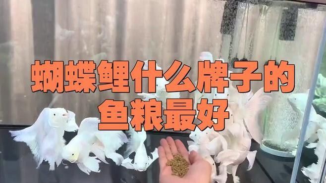 中國蝴蝶鯉十大品牌