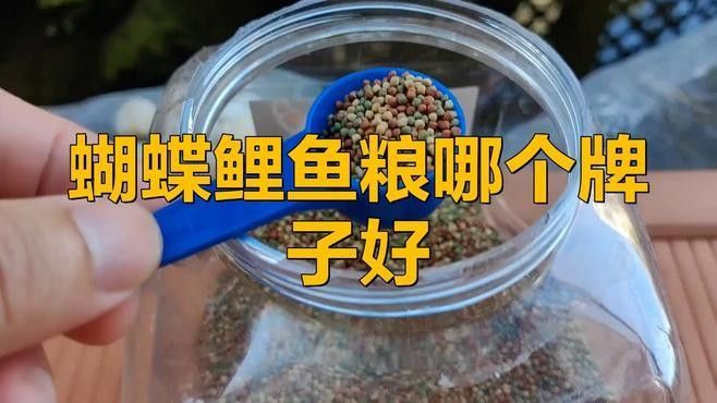 中國蝴蝶鯉十大品牌