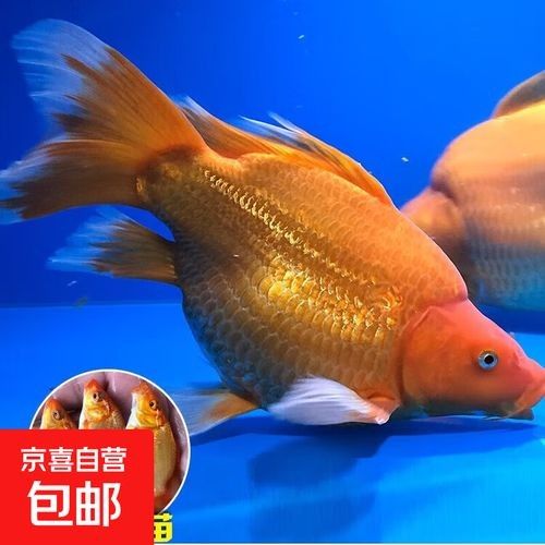中國蝴蝶鯉十大品牌