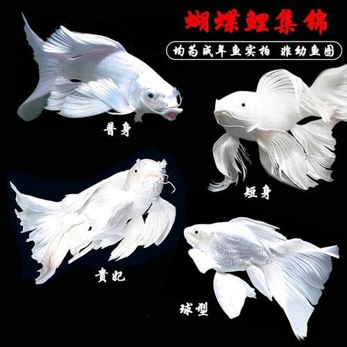 中國蝴蝶鯉十大品牌