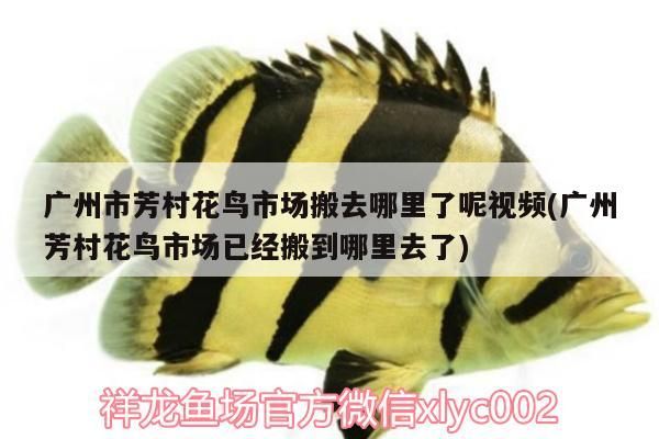 廣州市芳村花鳥市場搬去哪里了呢視頻(廣州芳村花鳥市場已經搬到哪里去了) 廣州市芳村花鳥市場搬去哪里了呢視頻(廣州芳村花鳥市場已經搬到哪里去了) 觀賞魚百科