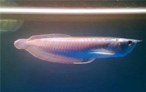 銀龍魚水溫調控技巧，銀龍魚水溫調控技巧銀龍魚水溫調控技巧