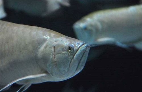 銀龍魚水溫調控技巧，銀龍魚水溫調控技巧銀龍魚水溫調控技巧